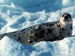 Отсутствие льда ставит под угрозу выживаемость гренландских тюленей. Фото: Вести.Ru