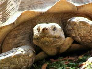 Гигантская черепаха редкого вида Gtochelone. Фото: АМА-ТАСС