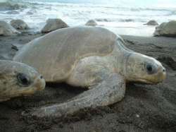 Черепахи редкого вида Оlivе Ridlеy. Фото: АМИ-ТАСС
