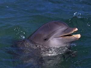 Дельфины во Владивостоке могут быть отравлеными сбросами канализационных вод. Фото: Photos.com/Cube