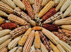 Во Франции запрещено выращивание генетически модифицированной кукурузы. Фото: АМИ-ТАСС