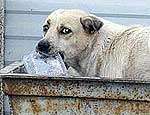 Ветеринарная служба Сум вчера сообщила о начале отстрела бродячих собак в центральной части города. Фото: РИА &quot;Новый Регион&quot;