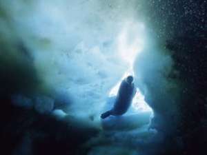 Глобальное потепление угрожает уникальному морскому миру Антарктики. Туда могут переселиться акулы. Фото: seafilms.com.au