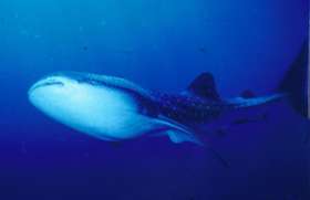 Две новые разновидности ковровых акул обнаружены учеными в водах Западной Австралии. Фото: АМИ-ТАСС