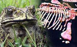 На Мадагаскаре нашли ископаемую лягушку, питавшуюся динозаврами. Фото: РИА Новости