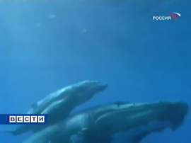 Ученые узнали, как спят киты. Фото: Вести.Ru
