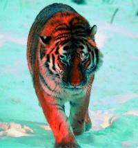 Амурский тигр. Фото: WWF России