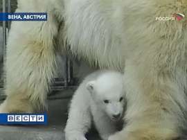 В венском зоопарке проснулись белые медведи. Фото: Вести.Ru