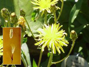 Crepis sibirica и два вида семян скерды. Фото с сайтов wikimedia.org и nature.com