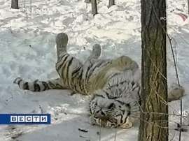 Экологи вернут осиротевшего тигренка в дикую природу. Фото: Вести.Ru