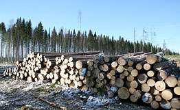 Мослесхоз продал 500 га леса, несмотря на запрет министра. Фото: РИА Новости