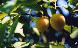 Урожаю киргизских абрикосов угрожает мороз. Фото: РИА Новости