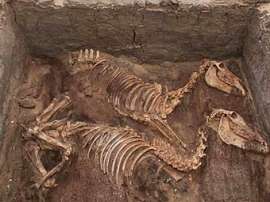 Скелеты ослов, обнаруженные в древнеегипетском захоронении. Фото: PNAS/National Academy of Sciences