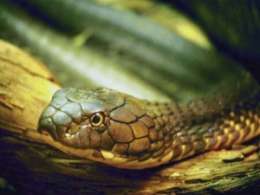 Шведский суд установил, что наблюдение за ядовитыми змеями не вредит здоровью. Фото: АМИ-ТАСС