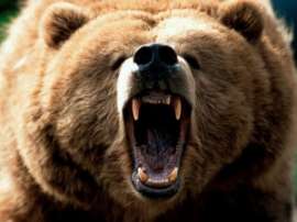 На Камчатке медведица напала на егеря. Фото: АМИ-ТАСС