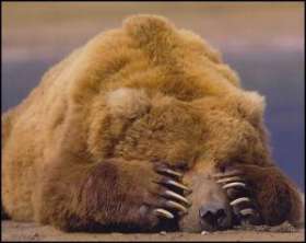 В прошлом году в провинции Британская были убиты 430 медведей-гризли. Фото: АМИ-ТАСС