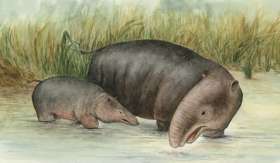 Moeritherium насчитывали до 70 сантиметров в холке и до 3 метров в длину. До слонов далеко, и всё же — сходство есть (иллюстрация с сайта news.bbc.co.uk).
