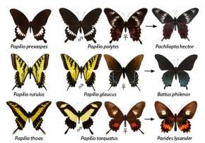 Три вида бабочек: в первой колонке показаны рисунки крылышек предков вида, во второй окраска самцов, в третьей — самок. В последней колонке — окраска ядовитых видов Иллюстрация: Krushnamegh Kunte.