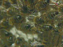 В Португалии пчелы больше двух часов осаждали отель. Фото: Вести.Ru