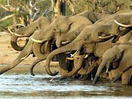 Южноафриканские слоны. Фото с сайта african-safari-and-travel-advisor.com