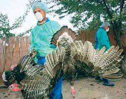 В Приморье снят карантин по птичьему гриппу. Фото: Дейта.Ru