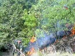 В Крыму горит заповедник. Фото: Вести.Ru