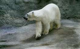 США признали белого медведя исчезающим видом. Фото: РИА Новости