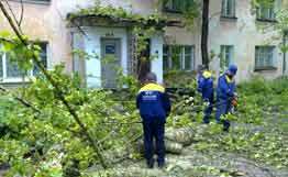 Ветер повалил 25-метровое дерево на жилой дом в Великом Новгороде. Фото: РИА Новости