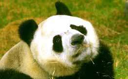 Две панды до сих пор не найдены после землетрясения в Китае. Фото: РИА Новости