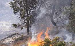 Лесной пожар в Калифорнии вышел из-под контроля. Фото: РИА Новости