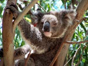 В результате изменения климата коалы могут остаться без пищи. Фото: АМИ-ТАСС
