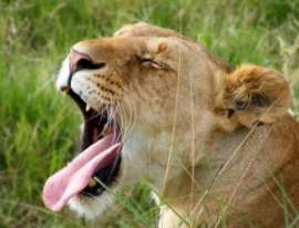 Кенийское сафари – бегемотов и львов убивают пестициды. Фото: АМИ-ТАСС