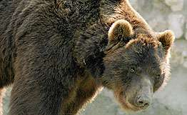 В центр крупнейшего города Аляски забрел медведь. Фото: РИА Новости