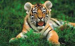 Стартовала акция в защиту амурского тигра, занесенного в Красную книгу. Фото: РИА Новости
