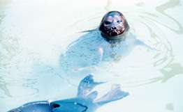 Петербургские биологи выпустят в море трех спасенных тюленей. Фото: РИА Новости