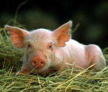 В Великобритании нашли свинью, которая боится грязи. Фото:profimedia.cz