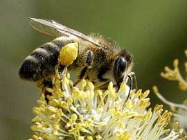 Медоносная пчела Apis mellifera. Фото с сайта unimaas.nl