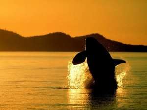 К побережью Западной Австралии вновь вернулись горбатые киты. Фото: АМИ-ТАСС