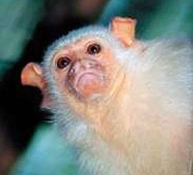В парке живой природы Новороссийска появились на свет миниатюрные обезьянки. Aото www.zooeco.com