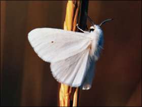 Американская белая бабочка (Фото с сайта babochki-kryma.narod.ru)