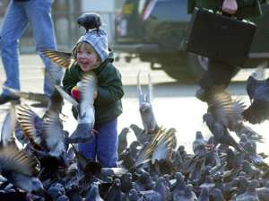 Может, голуби и ненамного смышлёнее детей, но сесть на голову могут точно не хуже маленьких капризуль (фото AP).