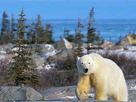 Изменение климата заставило белых медведей доплыть до Исландии. Фото с сайта whale-images.com