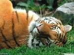 Мертвого краснокнижного тигренка обнаружили в Приморье. Фото: РИА &quot;Новый Регион&quot;