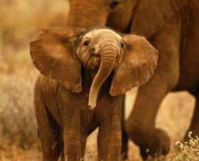 В Кении слоны стали ночевать в школах, чтобы спастись от зимних холодов. Фото: АМИ-ТАСС