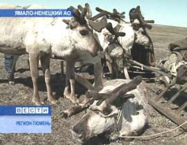 Газовики построят дорогу для оленей. Фото: Вести.Ru