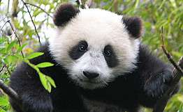 Панда, эвакуированная из китайской провинции Сычуань, стала мамой. Фото: РИА Новости