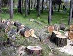 На Урале на территории военного лесничества в огромных объемах уничтожались деревья. Фото: РИА &quot;Новый Регион&quot;