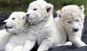 В немецком зоопарке родились белые львята. Фото: MIGnews.com