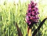 В Чебаркульском районе Челябинской области зацвели уральские орхидеи. Фото: РИА &quot;Новый Регион&quot;