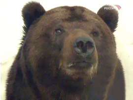 Камчатские геологи всерьез опасаются медведей. Фото: Вести.Ru